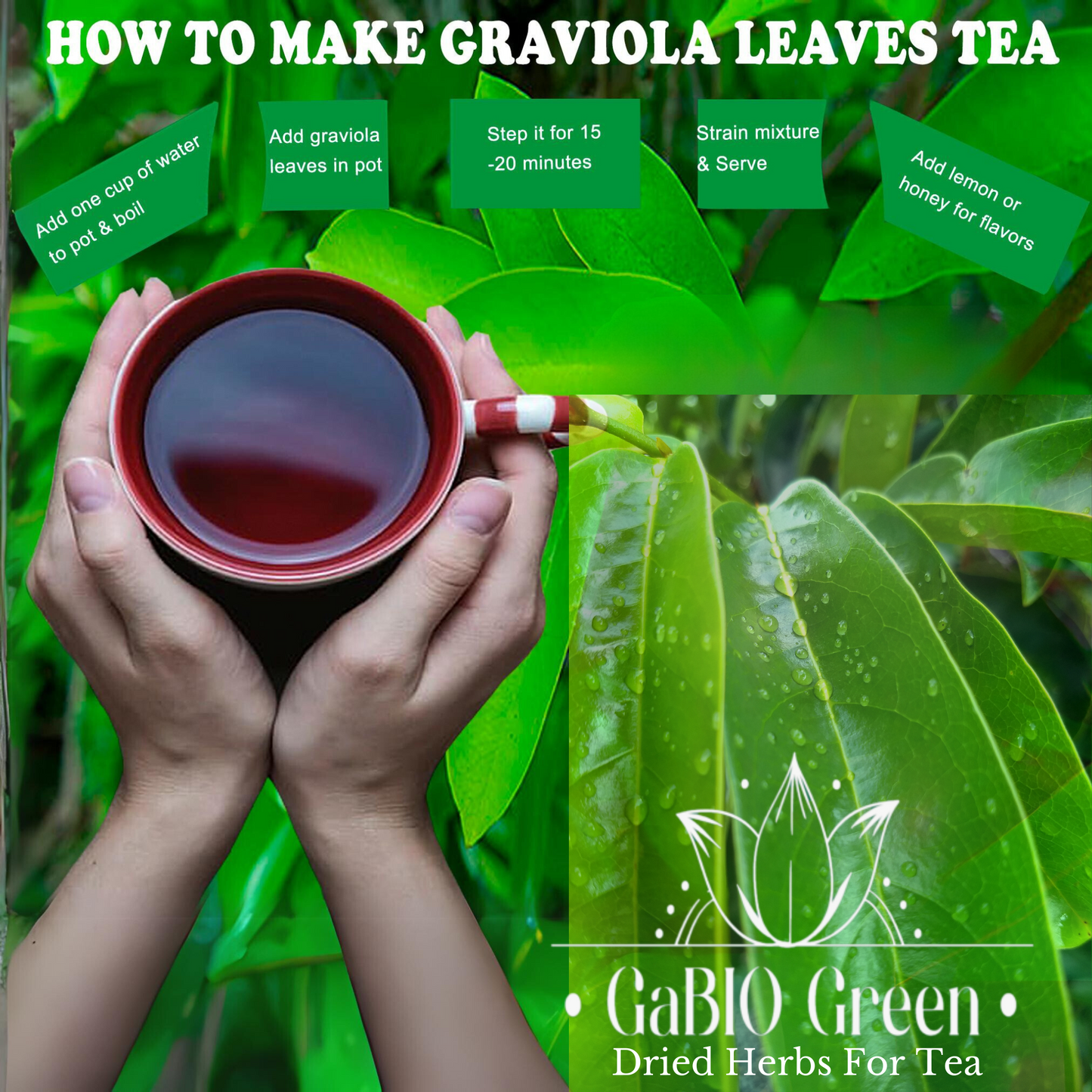Gabio Green- Whole Soursop leaves(3oz/85gr) 180 + leaves aprox, Big Bag, Hojas de guanabana, tea Soursop, Dried Herbs. (3 oz) 180 leaves aprox. | Premium Quality, Herbal Tea, Natural Dried Herbs