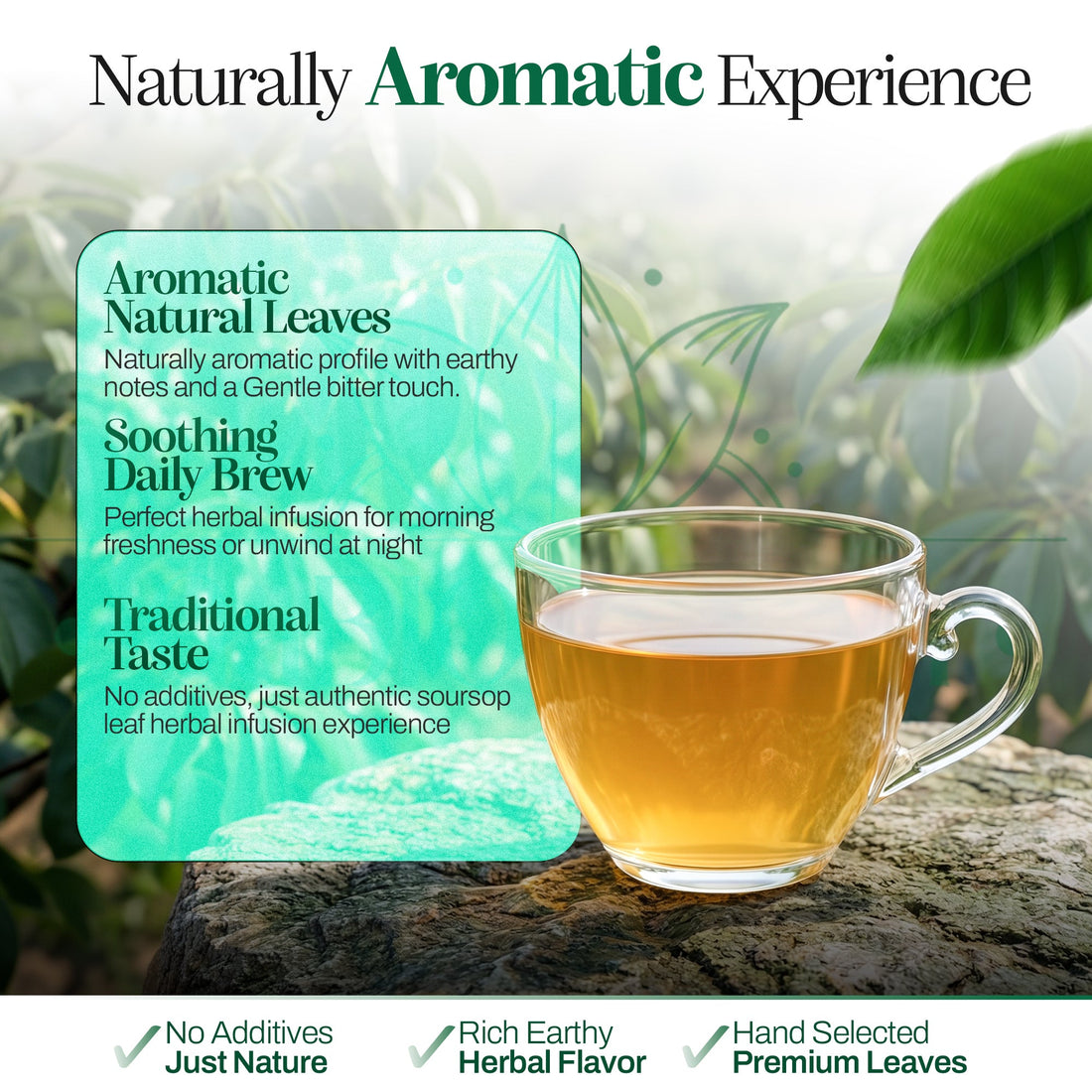 The True Essence of Premium Soursop Leaves